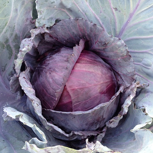 Cabbage Lodero